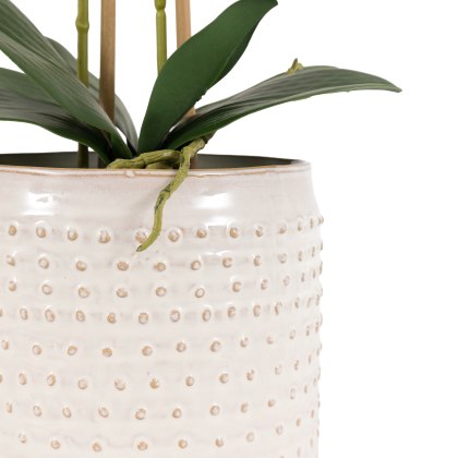 Faux Plants - Orchid in Moss Ceramic Dot Pot Pink Faux Plants - Orchid in Moss Ceramic Dot Pot Pink