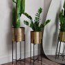 Libra Clyde - Two Floor Standing Brass Planters on Black Stands